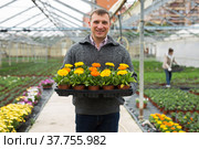 Floriculturist engaged in cultivation of ornamental Calendula in hothouse. Стоковое фото, фотограф Яков Филимонов / Фотобанк Лори