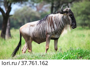 Blue wildebeest. Стоковое фото, фотограф Art Konovalov / Фотобанк Лори