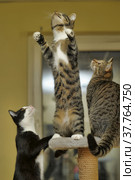Three young cats play catch. Стоковое фото, фотограф Анна Кривицкая / Фотобанк Лори