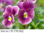 Ампельная виола Виттрока (Viola Wittrockiana) крупным планом. Стоковое фото, фотограф Елена Коромыслова / Фотобанк Лори