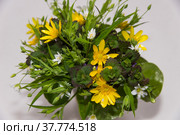 Bouquet of forest primroses: Ranunculus spring (Ficria vrna) , Lanceolum asterisk (Stellria holstea), Ground-ivy (Glechma hedercea) and European snakeroot (sarum europaum) Стоковое фото, фотограф Алексей Антипов / Фотобанк Лори