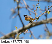 Птица горихвостка, самец (англ. Redstart, лат. Phoenicurus phoenicurus) Стоковое фото, фотограф Галина Савина / Фотобанк Лори