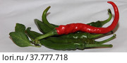 Spicy chili. Astrakhan pepper. Стоковое фото, фотограф Елена Бобкова / Фотобанк Лори