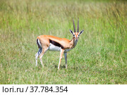 Thomson's gazelle. Стоковое фото, фотограф Art Konovalov / Фотобанк Лори
