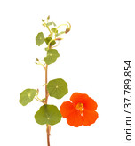 Flora of Gran Canaria - Tropaeolum majus, the garden nasturtium, introduced and invasive plant, edible. Стоковое фото, фотограф Tamara Kulikova / Фотобанк Лори