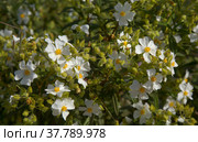 Flora of Gran Canaria - flowering Cistus monspeliensis ssp. canariensis, Montpellier rockrose, Canary subspecies, pyrophile plant (2022 год). Стоковое фото, фотограф Tamara Kulikova / Фотобанк Лори