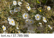 Flora of Gran Canaria - flowering Cistus monspeliensis ssp. canariensis, Montpellier rockrose, Canary subspecies, pyrophile plant (2022 год). Стоковое фото, фотограф Tamara Kulikova / Фотобанк Лори