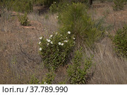 Flora of Gran Canaria - flowering Cistus monspeliensis ssp. canariensis, Montpellier rockrose, Canary subspecies, pyrophile plant (2022 год). Стоковое фото, фотограф Tamara Kulikova / Фотобанк Лори