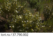 Flora of Gran Canaria - flowering Cistus monspeliensis ssp. canariensis, Montpellier rockrose, Canary subspecies, pyrophile plant (2022 год). Стоковое фото, фотограф Tamara Kulikova / Фотобанк Лори