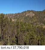 Gran Canaria, landscape of the mountainous part of the island in the Nature Park Tamadaba (2022 год). Стоковое фото, фотограф Tamara Kulikova / Фотобанк Лори