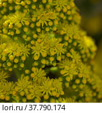 Flora of Gran Canaria - large inflorescence of Aeonium undulatum, succulent endemic to the island natural macro floral background. Стоковое фото, фотограф Tamara Kulikova / Фотобанк Лори