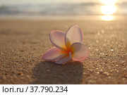 Плюмерия (plumeria) на закате (2016 год). Стоковое фото, фотограф Палесика Марина / Фотобанк Лори