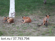 Лисята в дикой природе (2015 год). Редакционное фото, фотограф Flo Ra / Фотобанк Лори