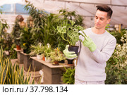 Florist inspecting Monstera in greenhouse. Стоковое фото, фотограф Яков Филимонов / Фотобанк Лори