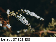 Цветущая спирея серая (лат. Spiraea cinerea) на дачном участке. Стоковое фото, фотограф Андрей Пустякин / Фотобанк Лори