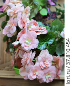 Розовая бегония клубневая (Begonia Tuberhybrida) Стоковое фото, фотограф Елена Орлова / Фотобанк Лори