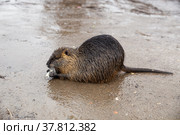 Wet nutria on the banks of the Vltava river in Prague eating a piece of cabbage. Стоковое фото, фотограф Юлия Бабкина / Фотобанк Лори