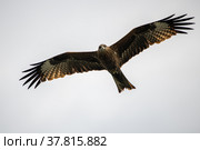 Чёрный коршун (лат. Milvus migrans) Стоковое фото, фотограф Бородкин Андрей / Фотобанк Лори