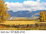 Rustic autumn landscape with yellowed trees and a cereal field against the backdrop of mountains with low clouds on a sunny day. Buryatia, Eastern Sayans, Tunka Valley, Arshan. Стоковое фото, фотограф Виктория Катьянова / Фотобанк Лори