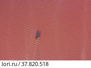 High angle drone view of pink lake where salt is extracted, Sasyk Sivash lake in Crimea (2020 год). Стоковое фото, фотограф Кирилл Трифонов / Фотобанк Лори