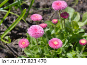 Розовые помпонные маргаритки (лат. Bellis perennis) цветут весной в саду. Стоковое фото, фотограф Елена Коромыслова / Фотобанк Лори