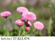 Розовая помпонная маргаритка (лат. Bellis perennis) крупным планом. Стоковое фото, фотограф Елена Коромыслова / Фотобанк Лори
