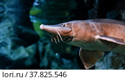 Осетр плавает под водой. Голова осетра крупным планом. Подводный мир. Sturgeon swims underwater. Head of sturgeon close-up. Undersea world. Стоковое фото, фотограф Volha Zhurauliova / Фотобанк Лори
