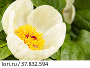 A close-up of The Flower of The Mlokosewicz Peony. Paeoniaceae. Paeonia mlokosewitschii Lomak. Стоковое фото, фотограф Филатова Ирина / Фотобанк Лори