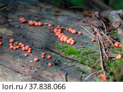 Ликогала древесинная (Lycogala epidendrum) Стоковое фото, фотограф Ирина Яровая / Фотобанк Лори