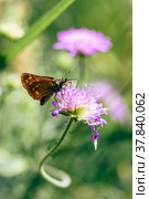 Orange butterfly on the pink flower. Стоковое фото, фотограф Всеволод Белоусов / Фотобанк Лори
