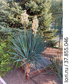 Юкка нитчатая (Yucca filamentosa) Стоковое фото, фотограф Мария Кылосова / Фотобанк Лори