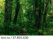 Dirt road through subtropical liana forest. Стоковое фото, фотограф Евгений Харитонов / Фотобанк Лори