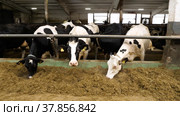 Животноводческая ферма зимой, коровник. Коровы едят сено. Cattle breeding farm in winter, сowshed. Cows eat hay. (2022 год). Редакционное видео, видеограф Евгений Романов / Фотобанк Лори