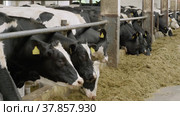 Животноводческая ферма, коровник. Коровы едят сено. Cattle breeding farm, сowshed. Cows eat hay. (2022 год). Редакционное видео, видеограф Евгений Романов / Фотобанк Лори