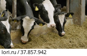 Животноводческая ферма, коровник. Коровы едят сено. Cattle breeding farm, сowshed. Cows eat hay. (2022 год). Редакционное видео, видеограф Евгений Романов / Фотобанк Лори