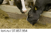 Животноводческая ферма, коровник. Коровы едят сено. Cattle breeding farm, сowshed. Cows eat hay. (2022 год). Редакционное видео, видеограф Евгений Романов / Фотобанк Лори