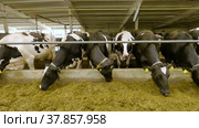 Животноводческая ферма, коровник. Коровы едят сено. Cattle breeding farm, сowshed. Cows eat hay. (2022 год). Редакционное видео, видеограф Евгений Романов / Фотобанк Лори