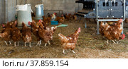 Chickens in poultry house equipped with feeding troughs and hatchery section. Стоковое фото, фотограф Яков Филимонов / Фотобанк Лори