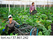 Woman collects ripe zucchini. Man stacks boxes of zucchini in greenhouse. Стоковое фото, фотограф Яков Филимонов / Фотобанк Лори