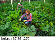 Successful male gardener with ripe zucchini in greenhouse. Стоковое фото, фотограф Яков Филимонов / Фотобанк Лори