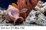 Freshwater aquarium with cichlids and botias. Aqua scape and aqua design. Стоковое фото, фотограф Андрей Никитин / Фотобанк Лори
