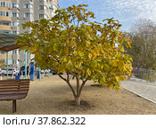 Липа крупнолистная (Tilia platyphyllos) осенью (2021 год). Редакционное фото, фотограф Мария Кылосова / Фотобанк Лори