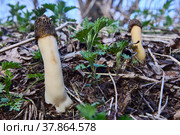 Wild fungus morel in its natural habitat in spring forest. Стоковое фото, фотограф Владимир Григорьев / Фотобанк Лори