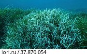 Dense thickets of green marine grass Posidonia, on blue water background. Green seagrass Mediterranean Tapeweed or Neptune Grass (Posidonia). Mediterranean underwater seascape. Mediterranean Sea, Cyprus. Стоковое фото, фотограф Некрасов Андрей / Фотобанк Лори