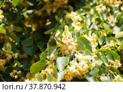 Липа в период цветения (Tilia europaea L.) Стоковое фото, фотограф WalDeMarus / Фотобанк Лори