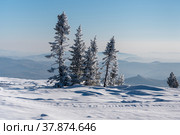 Покрытые инеем ели в Сибири. Стоковое фото, фотограф Свитич Олег / Фотобанк Лори