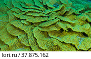 Details of the Lettuce coral or Yellow Scroll Coral (Turbinaria reniformis). Close-up of coral. Red sea, Egypt. Стоковое фото, фотограф Некрасов Андрей / Фотобанк Лори