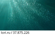 Large school of small fish swims under surface of water in the sun rays on dawn. Red sea, Egypt. Стоковое фото, фотограф Некрасов Андрей / Фотобанк Лори