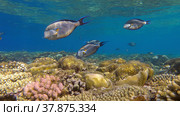 School of Surgeonfish swimming above top of coral reef in sun rays. Red Sea Clown Surgeon (Acanthurus sohal).Red sea, Egypt. Стоковое фото, фотограф Некрасов Андрей / Фотобанк Лори