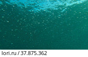 Large school of small fish swims under surface of water in the sun rays on dawn. Red sea, Egypt. Стоковое фото, фотограф Некрасов Андрей / Фотобанк Лори